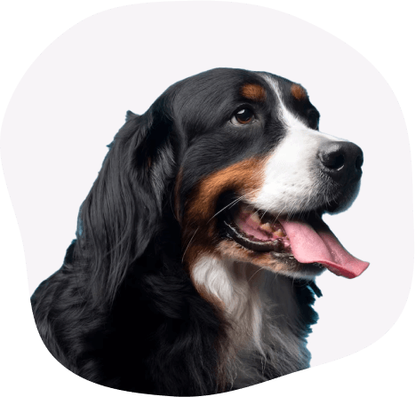 Dog and Cat Clinic Vellore